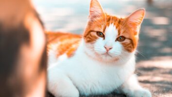 Sunburn in Dogs and Cats