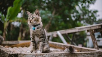 How to make your garden cat friendly