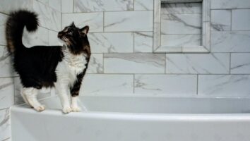Blasenentzündung bei Katzen: Ursachen, Symptome & Behandlung