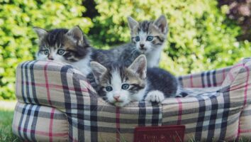 Geburt bei Katzen: Alles, was du wissen musst