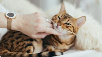 Your Guide to Kitty Body Language