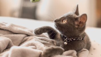 10 Facts About Your Cat's Brain