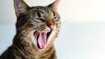 Tooth Fractures in Cats