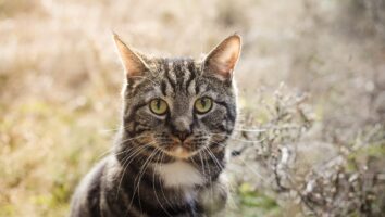 Top 3 Causes of Conjunctivitis in Cats