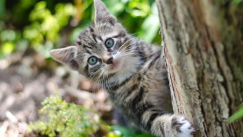5 Interesting Facts About Your Cat’s Digestive System