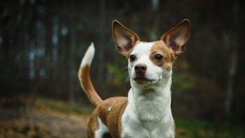Seizures in Dogs