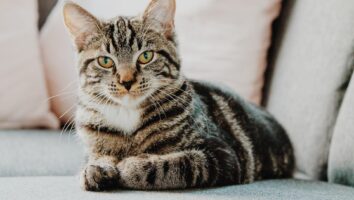 Ohrmilben bei Katzen: Schnell erkennen & handeln