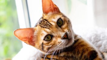 10 Cool and Interesting Facts About Your Cat’s Ears