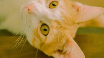 Spots on the chin: cat acne and how to treat it