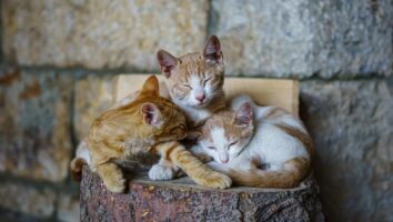 Flea Allergy Dermatitis (FAD) in Cats