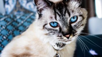 Can cats develop heart disease?