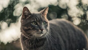 Inflammatory Bowel Disease (IBD) in Cats
