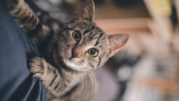 Lahmheit bei Katzen: Woran liegt es & was tun?