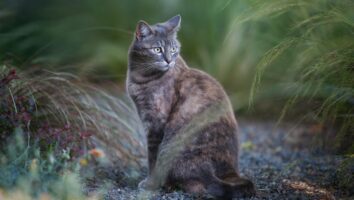 Miliary Dermatitis in Cats