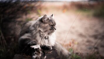 Why is my cat not eating? 3 Common Causes of Anorexia in Cats