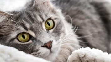 Tips for cats with urinary disease or kidney issues