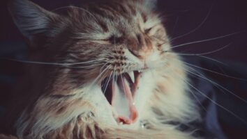 Dental and Oral Anatomy in Cats