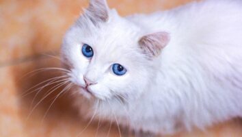 Harnwegsinfekt bei Katzen: Was du nun tun musst