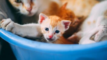 Understanding Cat Pregnancy and Birth