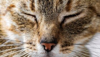 What to Do If Your Cat Has a Runny Nose