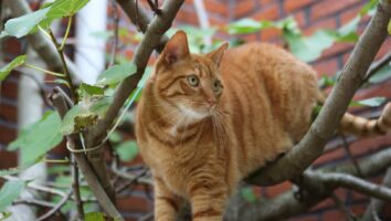 Notoedric Mange (Scabies) in Cats
