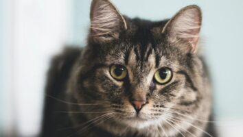 Forgiftning med kølervæske hos katte