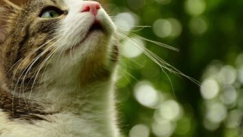 How good is a cat’s sense of smell?