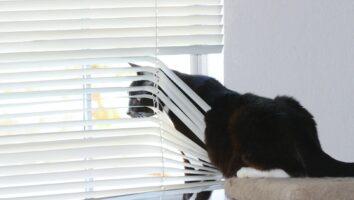 Separation Anxiety in Cats