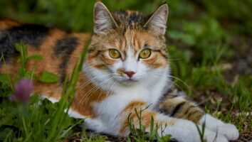 Common Causes of Stomach Upset (Gastritis) in Cats