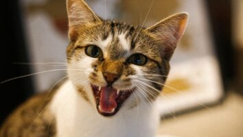 Stomatitis in Cats