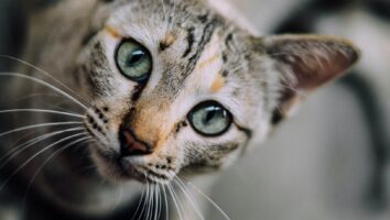 At-Home Guide to Keeping Your Cat’s Teeth Healthy