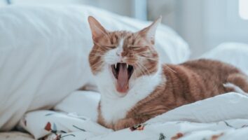 Zähneputzen bei deiner Katze: Eine Schritt für Schritt Anleitung