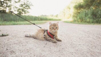 Domestic Travel Guide for Cat Lovers