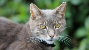 Eyelid lumps in cats