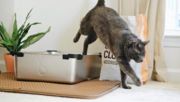 Durchfall bei der Katze - Ursachen und schnelle Hilfe