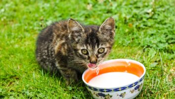 What You Need to Know About Vaccinating Your Cat