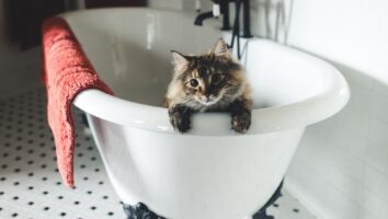 FirstVet Q&A: Why do cats hate water?