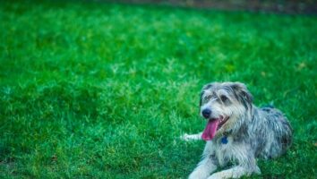 Causes of Fainting and Dizziness in Dogs