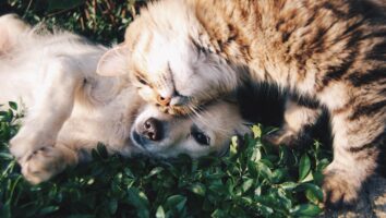 What causes itchy eyes in pets?
