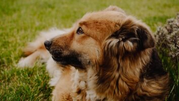 Common Causes of Coughing in Dogs