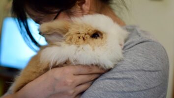 RHD (Rabbit Haemorrhagic Disease) oder Chinaseuche beim Kaninchen
