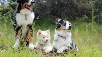 Most Common Dog Diseases: What to Watch Out For