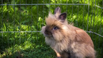 Common Rabbit Diseases and Symptoms