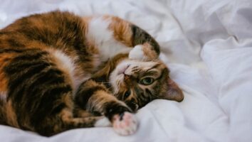 Common Skin Parasites in Cats