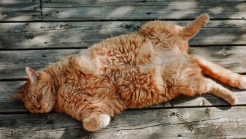 Common Skin Problems in Cats