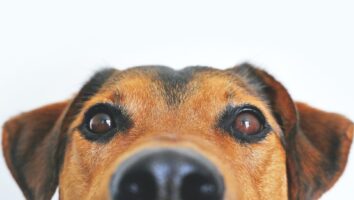Eye Injuries in Pets: Corneal Ulcers and Scratches