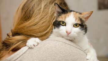 Sådan reagerer katten på din Coronakarantæne (COVID-19) - Spørgsmål og svar