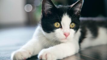 Causes and Treatment for Coughing in Cats