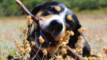Cryptococcosis in Dogs and Cats