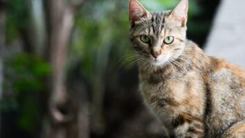 Why do cats hunt and how to reduce it?